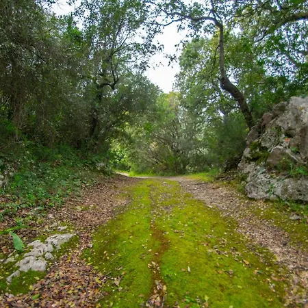 Villa Zante Lagos Homes Treehouse And Vougiaton